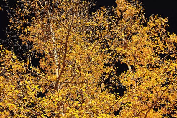 Tree Close-Ups: Aspen Contras by Brian Wolf