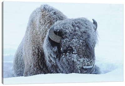Frosty Canvas Art Print - Bison & Buffalo Art