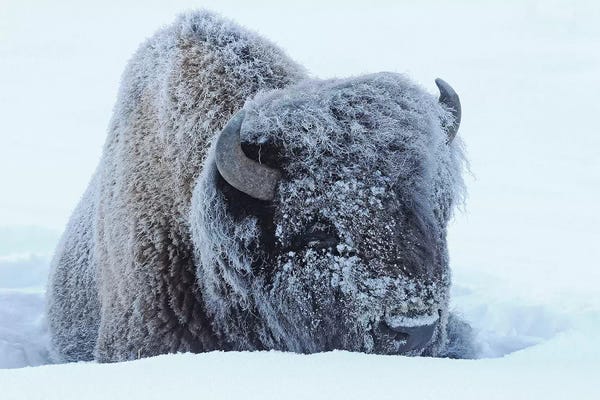 Bison & Buffaloes: Frosty by Brian Wolf