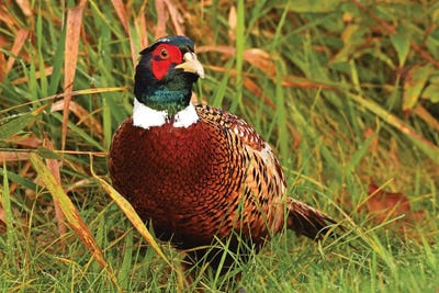 Gaudy Rooster by Brian Wolf art print