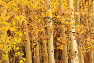 Aspen Leaves by Brian Wolf framed wall art