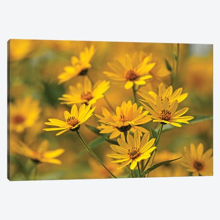 Gold Flowers Canvas Print #BWF144} by Brian Wolf Canvas Art