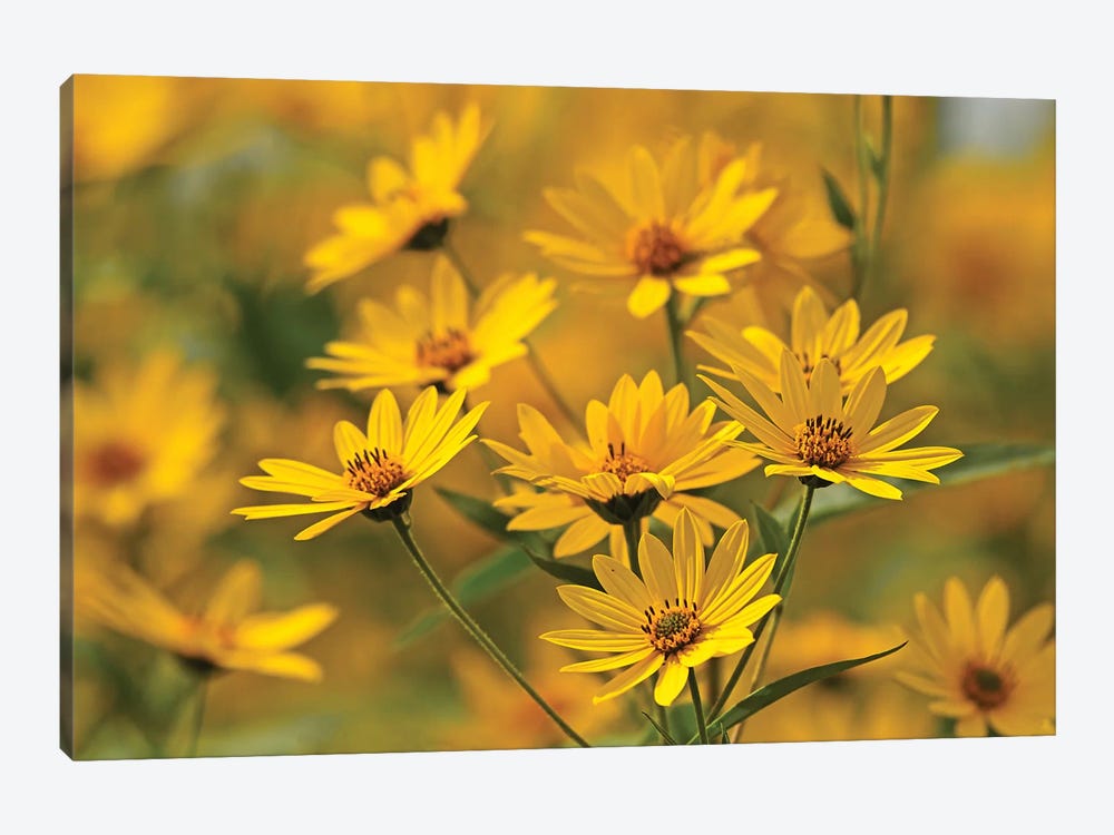 Gold Flowers by Brian Wolf 1-piece Canvas Art