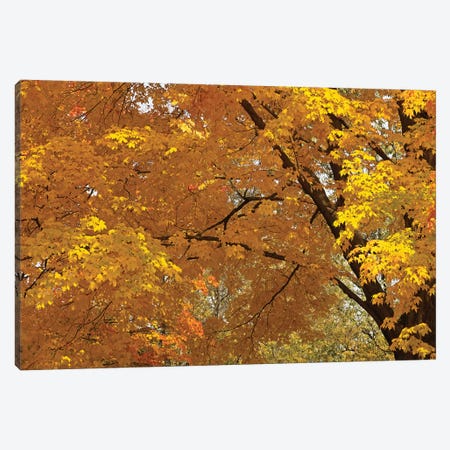 Golden Canopy Canvas Print #BWF145} by Brian Wolf Canvas Art