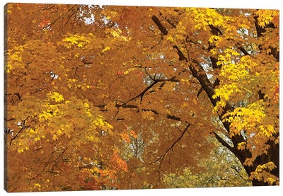 Golden Canopy Canvas Art Print - Maple Tree Art