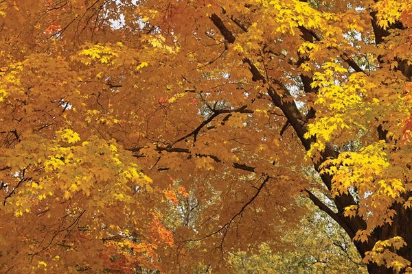 Tree Close-Ups: Golden Canopy by Brian Wolf