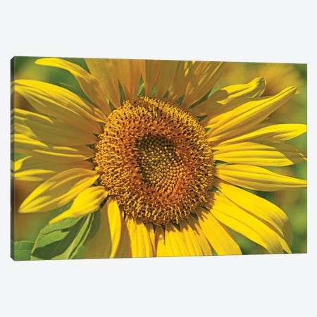 Golden Sunflower Canvas Print #BWF148} by Brian Wolf Art Print
