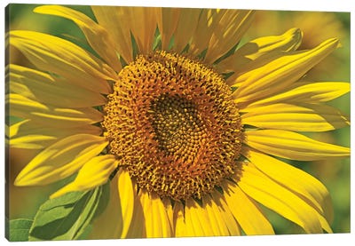 Golden Sunflower Canvas Art Print - Brian Wolf