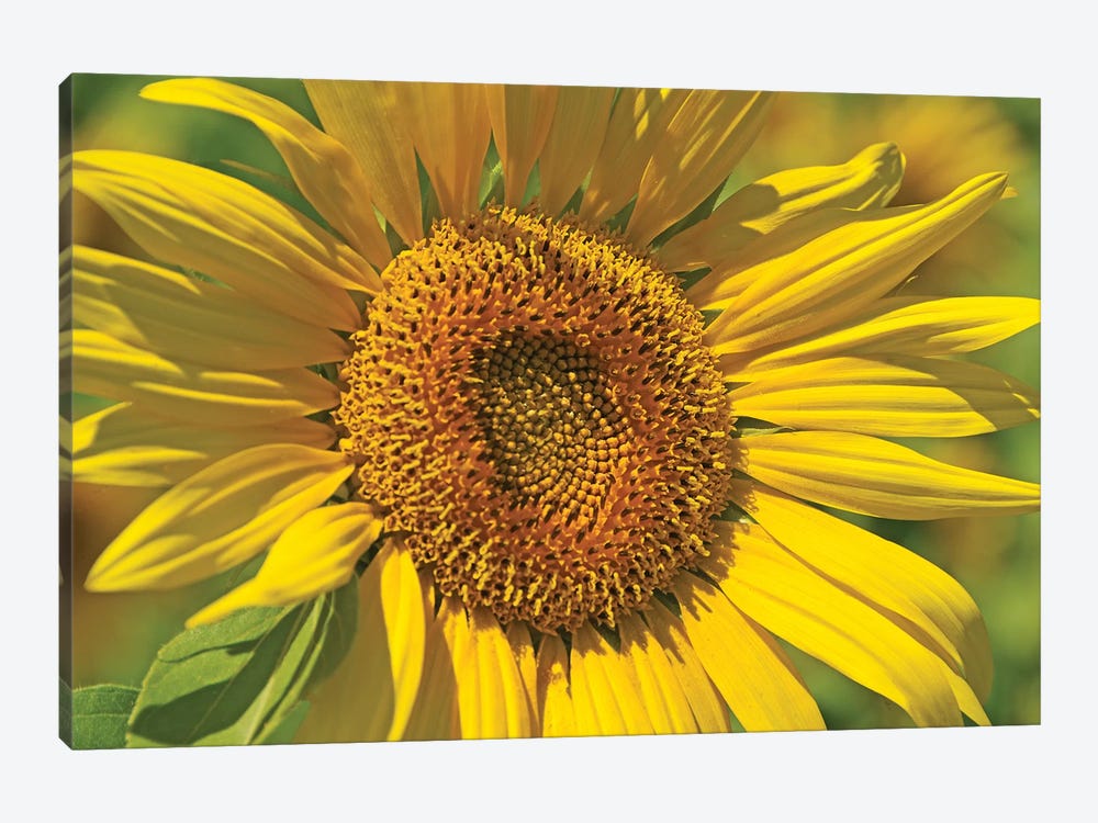 Golden Sunflower by Brian Wolf 1-piece Canvas Artwork