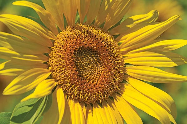 Floral Close-Ups: Golden Sunflower by Brian Wolf