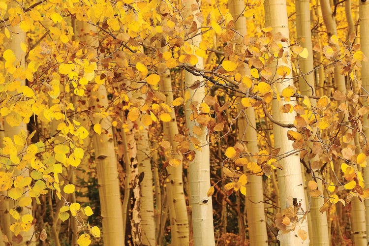 Aspen Leaves by Brian Wolf wall art
