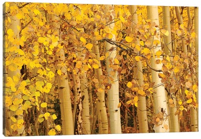 Aspen Leaves Canvas Art Print - Tree Close-Up Art