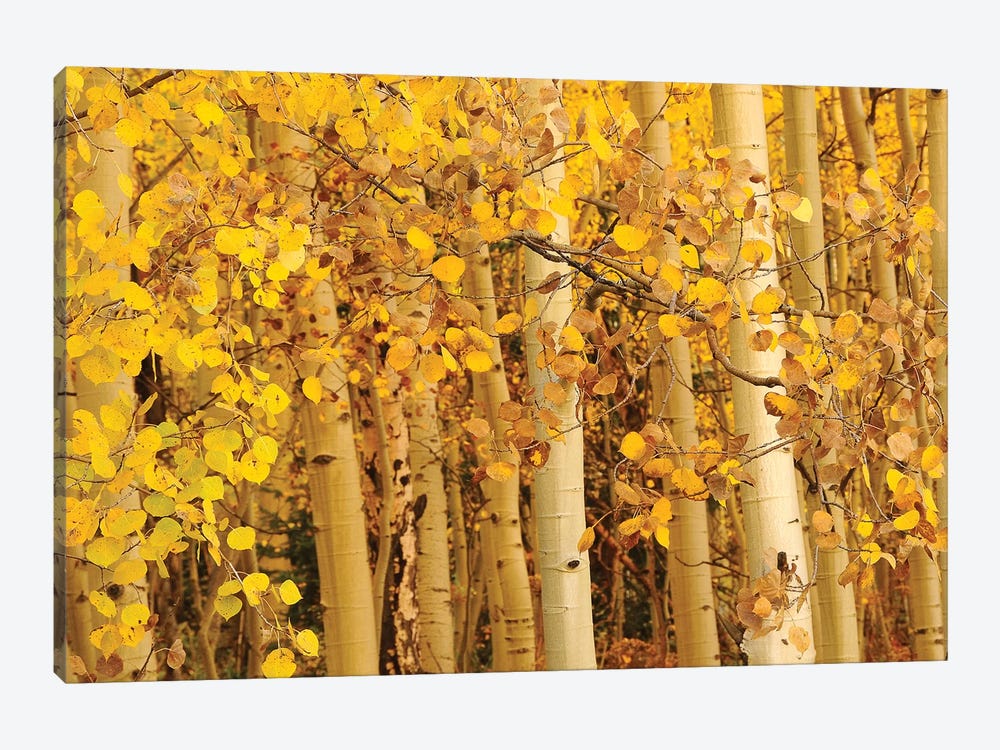 Aspen Leaves by Brian Wolf 1-piece Canvas Print