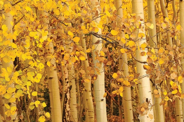 Tree Close-Ups: Aspen Leaves by Brian Wolf