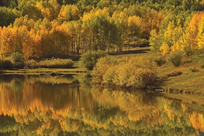 Aspen Reflections by Brian Wolf art print