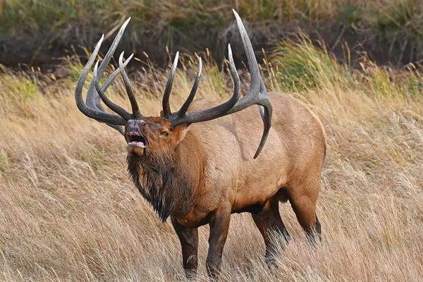 Elk: His Majesty by Brian Wolf