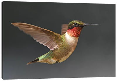 Hummer In Flight Canvas Art Print - Hummingbird Art