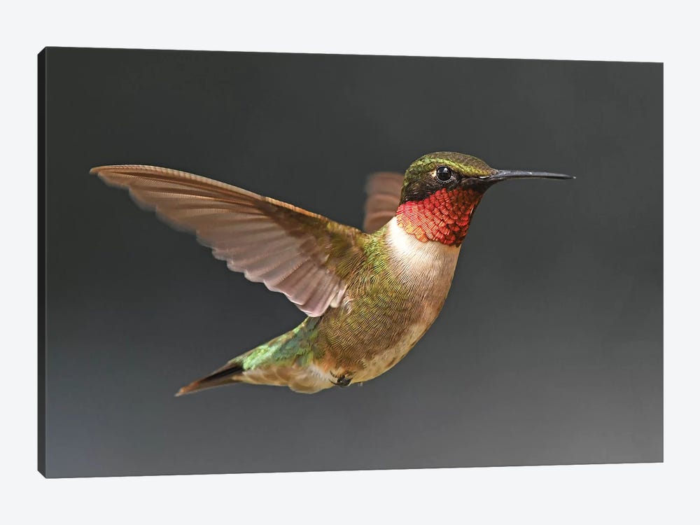Hummer In Flight by Brian Wolf 1-piece Canvas Print