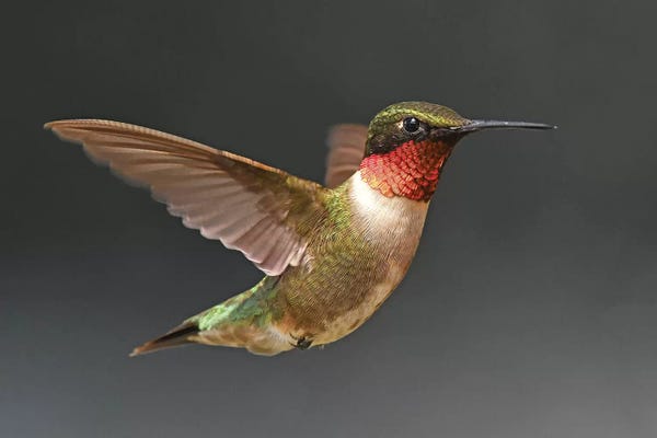 Brian Wolf: Hummer In Flight by Brian Wolf