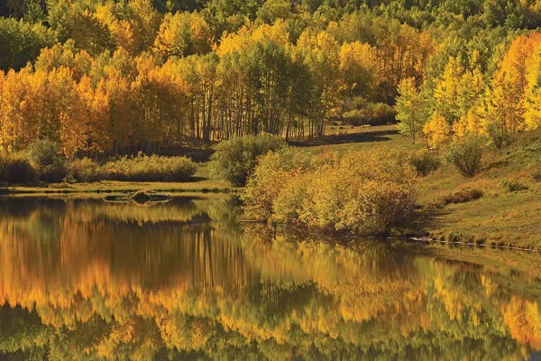 Aspen Trees: Aspen Reflections by Brian Wolf