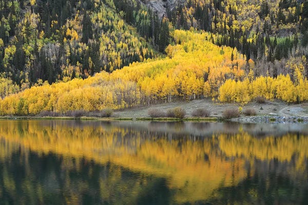 Aspen Trees: Aspen Reflections In Crystal Lake by Brian Wolf