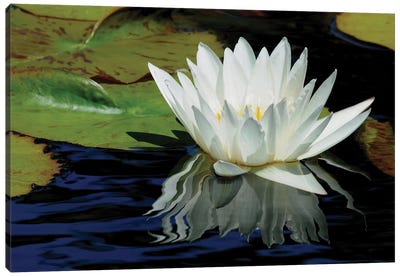 Lily Reflections Canvas Art Print