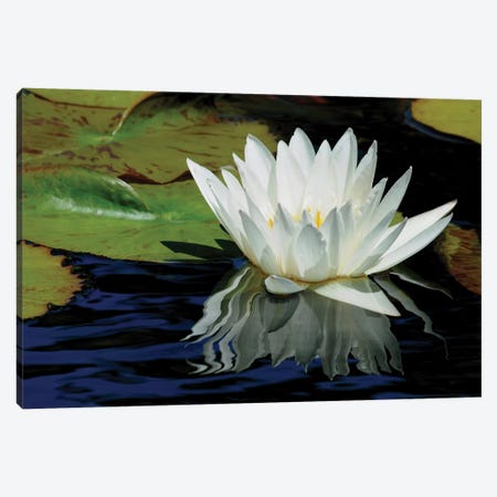 Lily Reflections Canvas Print #BWF184} by Brian Wolf Canvas Art