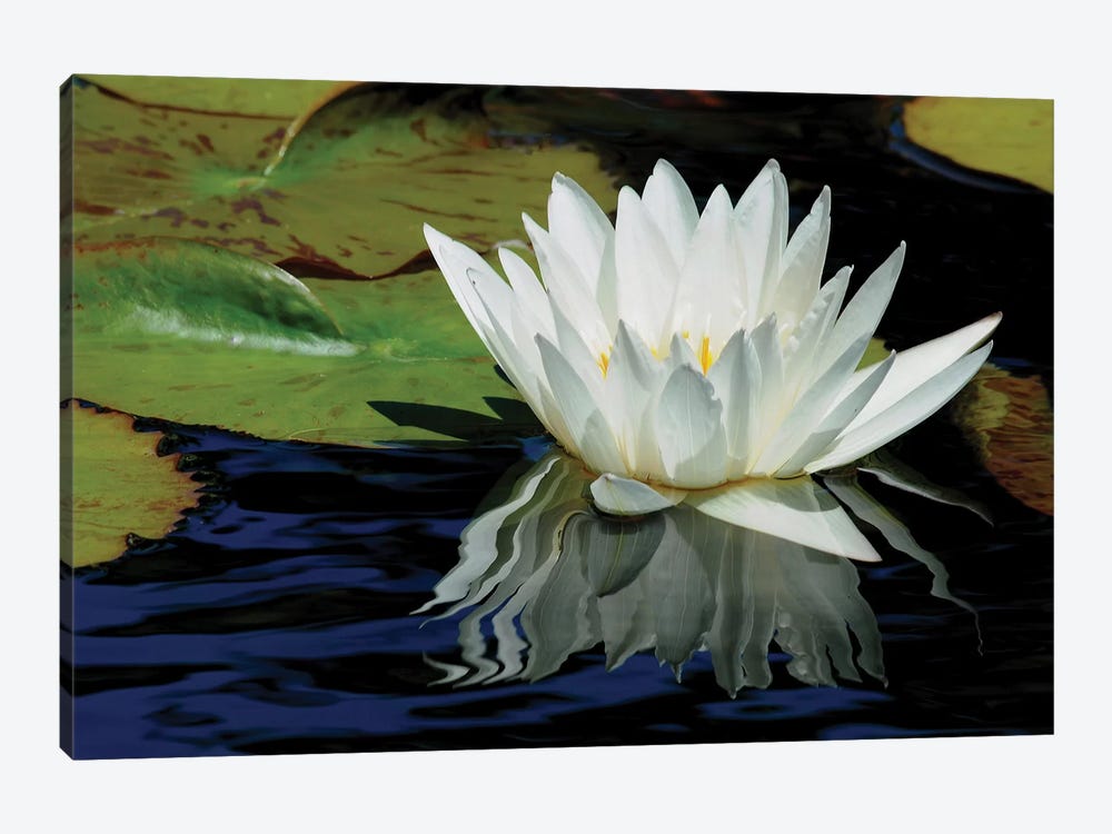 Lily Reflections by Brian Wolf 1-piece Canvas Artwork