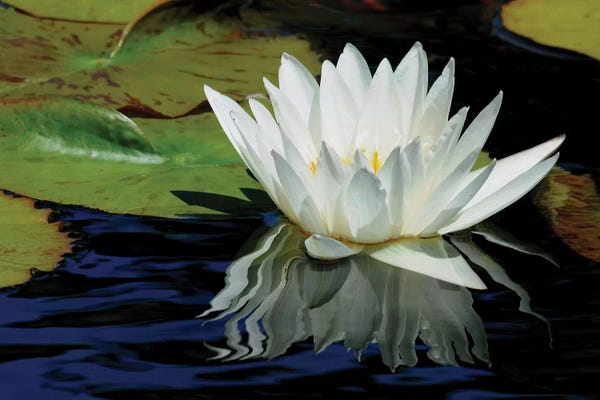 Water Lilies: Lily Reflections by Brian Wolf