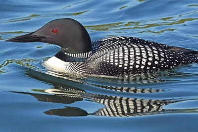 Loon Reflections by Brian Wolf canvas print