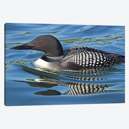 Loon Reflections Canvas Print #BWF187} by Brian Wolf Canvas Artwork