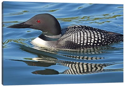 Loon Reflections Canvas Art Print - Brian Wolf