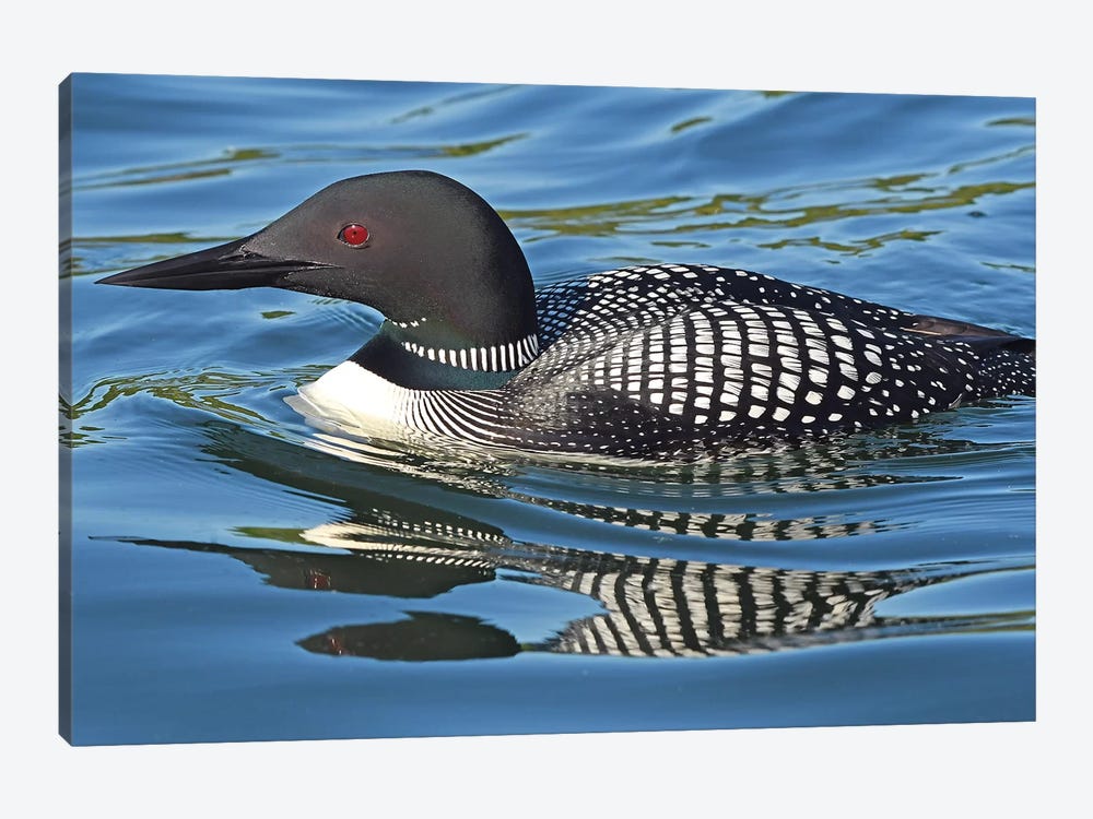 Loon Reflections by Brian Wolf 1-piece Canvas Art Print