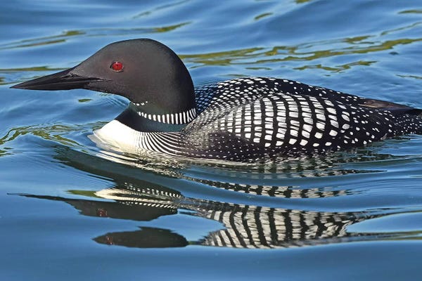 Brian Wolf: Loon Reflections by Brian Wolf