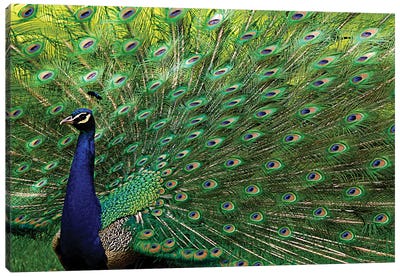 Majestic Peacock Canvas Art Print - Peacock Art