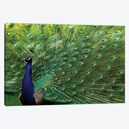 Majestic Peacock Canvas Print #BWF191} by Brian Wolf Canvas Art