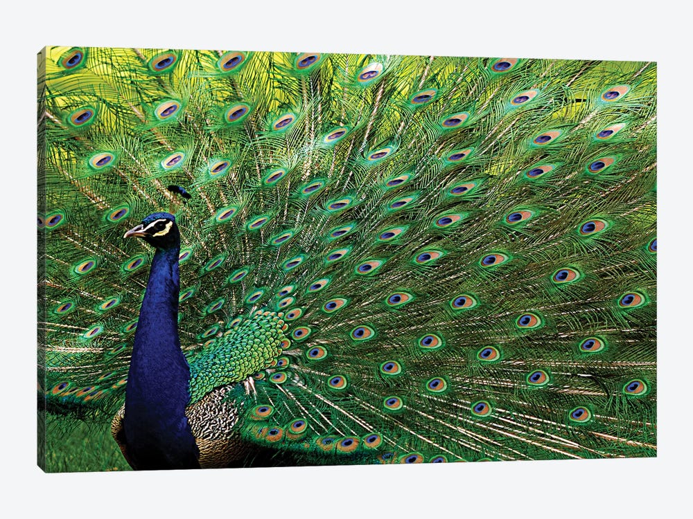 Majestic Peacock by Brian Wolf 1-piece Canvas Art