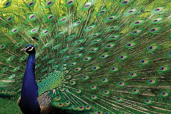 Peacocks: Majestic Peacock by Brian Wolf