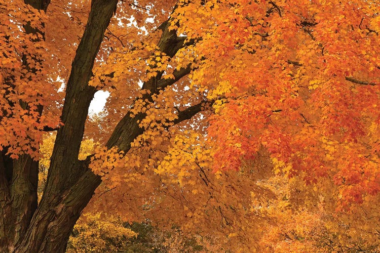 Maple Canopy by Brian Wolf wall art