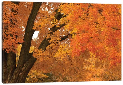 Maple Canopy Canvas Art Print - Maple Tree Art