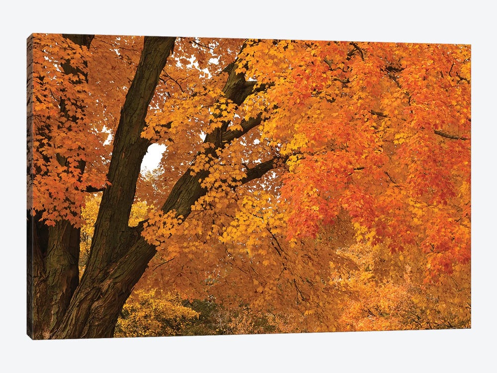 Maple Canopy by Brian Wolf 1-piece Canvas Artwork