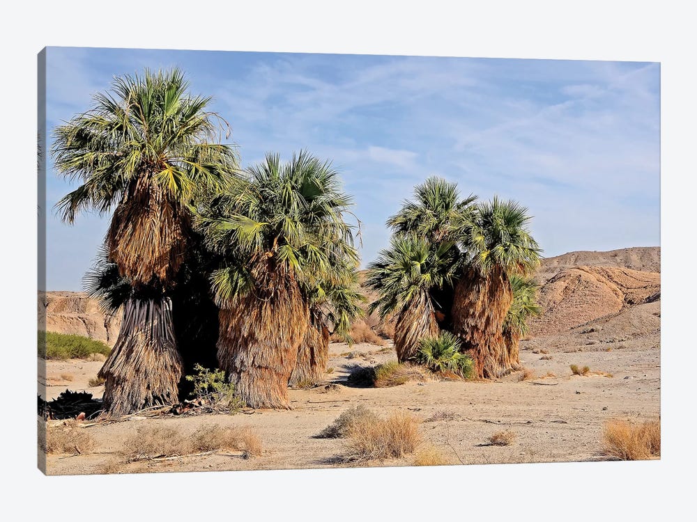 17 Palms Oasis At Anza Borrego by Brian Wolf 1-piece Canvas Wall Art