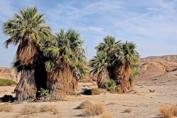 San Diego: 17 Palms Oasis At Anza Borrego by Brian Wolf