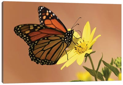 Monarch Butterfly Canvas Art Print - Insect & Bug Art