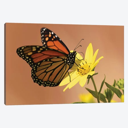Monarch Butterfly Canvas Print #BWF201} by Brian Wolf Canvas Wall Art