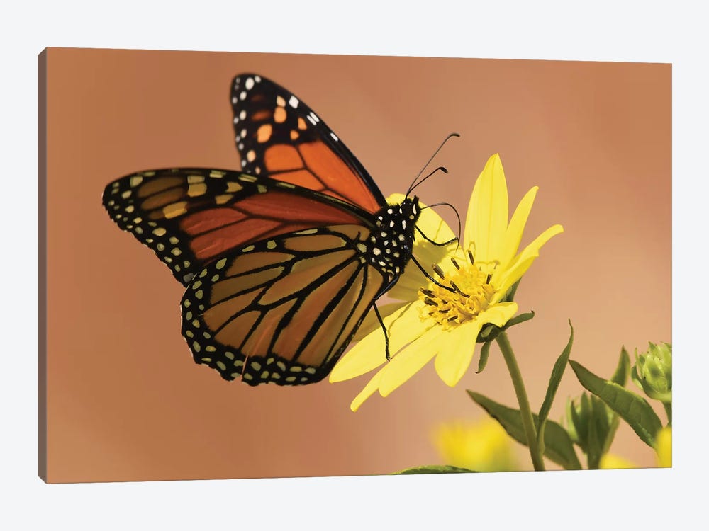 Monarch Butterfly by Brian Wolf 1-piece Canvas Art Print
