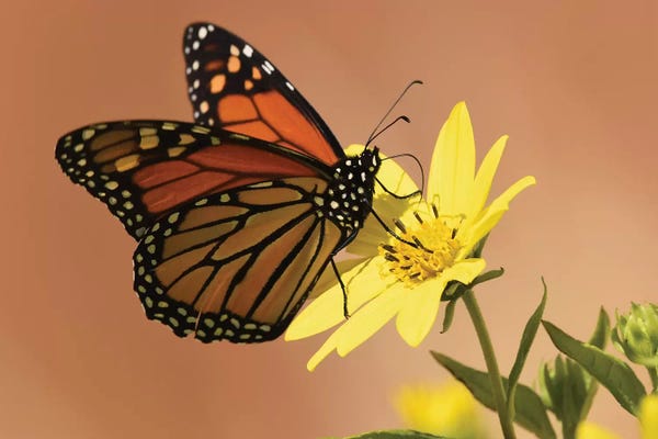 Butterflies and Flowers: Monarch Butterfly by Brian Wolf