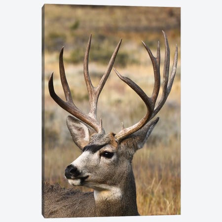 Antlers - Mule Deer Bucks Canvas Art Print by Brian Wolf | iCanvas
