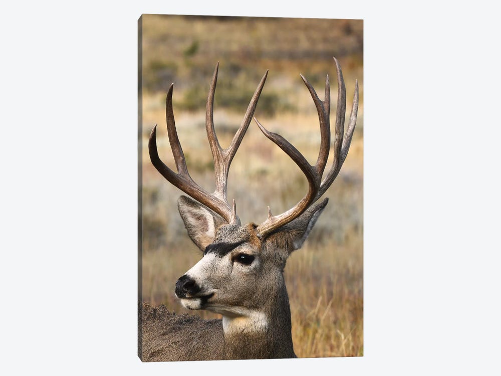 Monster Mulie by Brian Wolf 1-piece Canvas Print