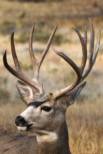 Brian Wolf: Monster Mulie by Brian Wolf